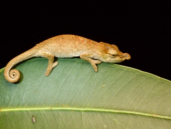 Andasibe Nosed Chameleon (Calumma nasutum)