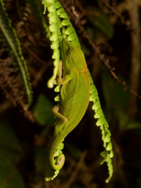 Perinet Chameleon (Calumma gastrotaenia)