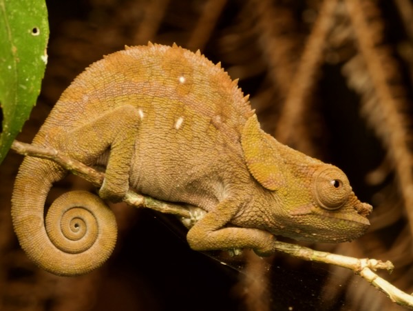 Malthe’s Green-eared Chameleon (Calumma malthe)