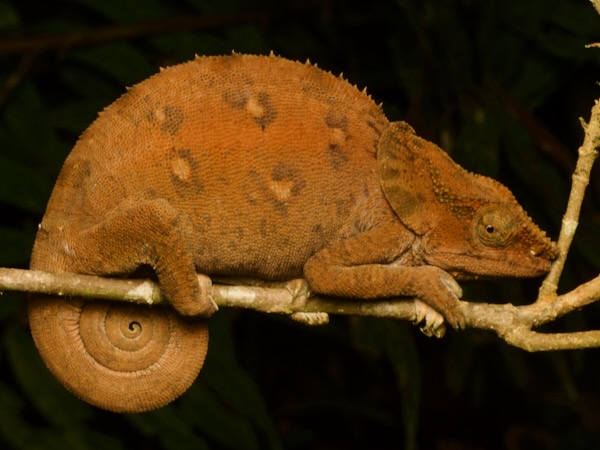 Malthe’s Green-eared Chameleon (Calumma malthe)