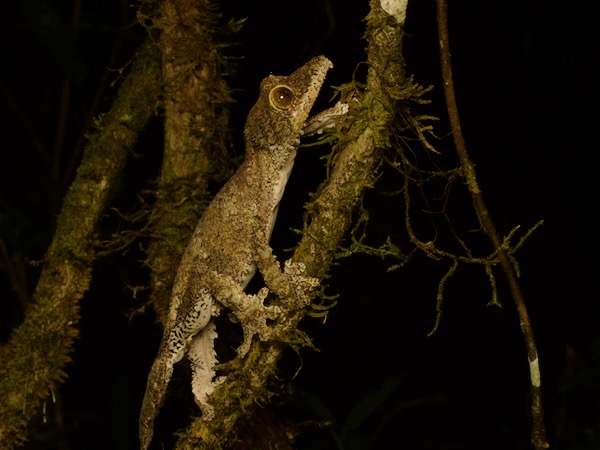 Mossy Leaf-tailed Gecko (Uroplatus sikorae)