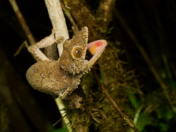 Mossy Leaf-tailed Gecko (Uroplatus sikorae)