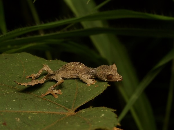 Satanic Leaf-tailed Gecko (Uroplatus phantasticus)