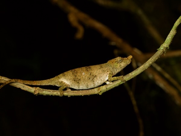 Angozongahy Nosed Chameleon (Calumma emelinae)