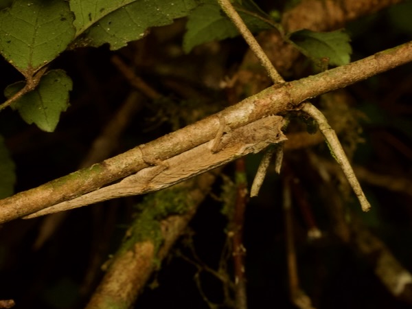 Domergue’s Leaf Chameleon (Brookesia thieli)