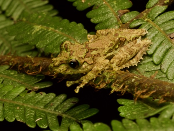 Anamalozoatra Madagascar Frog (Spinomantis aglavei)