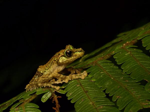 Anamalozoatra Madagascar Frog (Spinomantis aglavei)