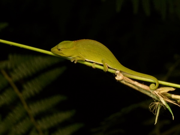 Perinet Chameleon (Calumma gastrotaenia)