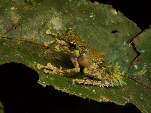 Anamalozoatra Madagascar Frog (Spinomantis aglavei)