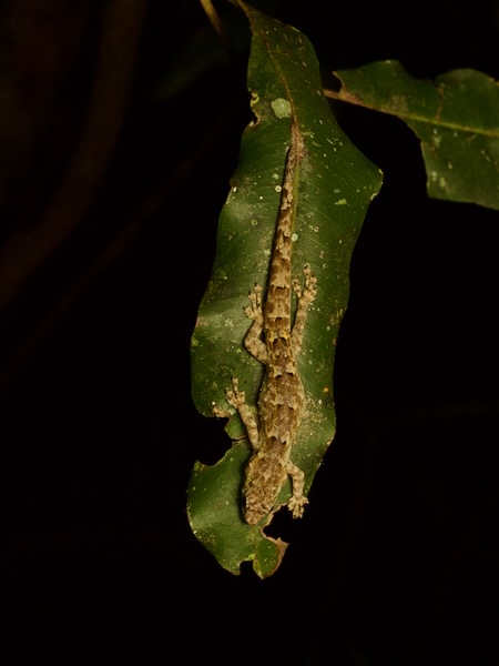 Gunther’s Dwarf Gecko (Lygodactylus miops)