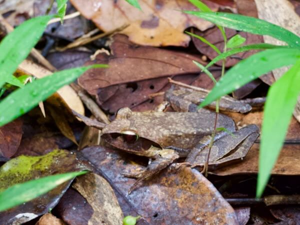 Madagascar Jumping Frog (Aglyptodactylus madagascariensis)