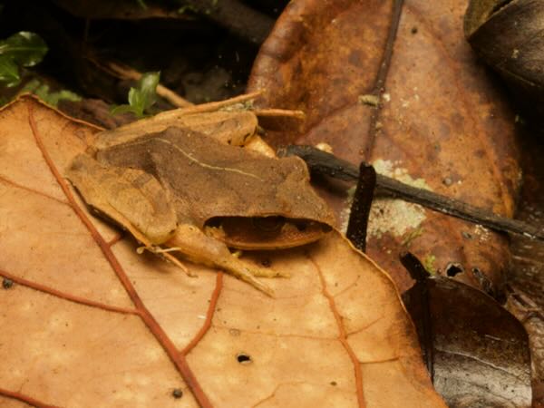 Madagascar Jumping Frog (Aglyptodactylus madagascariensis)