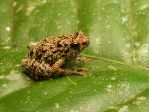 no known English name (Anodonthyla pollicaris)