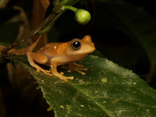 Red Bright-eyed Frog (Boophis pyrrhus)