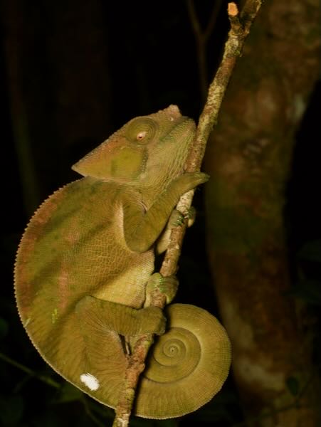 Parson’s Chameleon (Calumma parsonii cristifer)