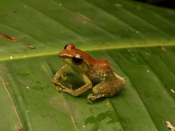 Free Madagascar Frog (Guibemantis liber)