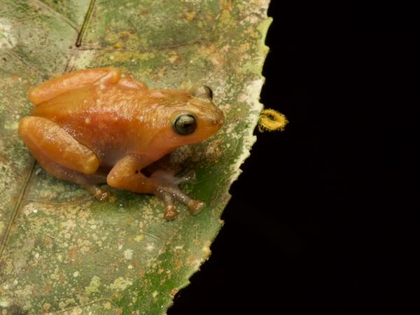 unidentified species (Cophyla sp)