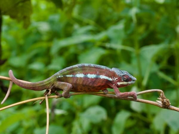 Panther Chameleon (Furcifer pardalis)