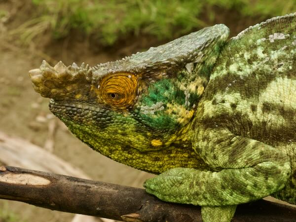 Parson’s Chameleon (Calumma parsonii parsonii)