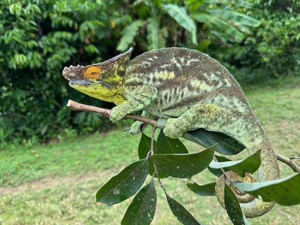 Parson’s Chameleon (Calumma parsonii parsonii)