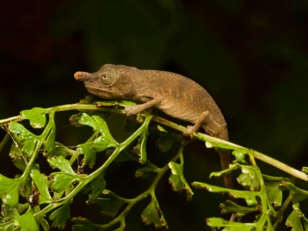 Lance-nosed Chameleon (Calumma gallus)