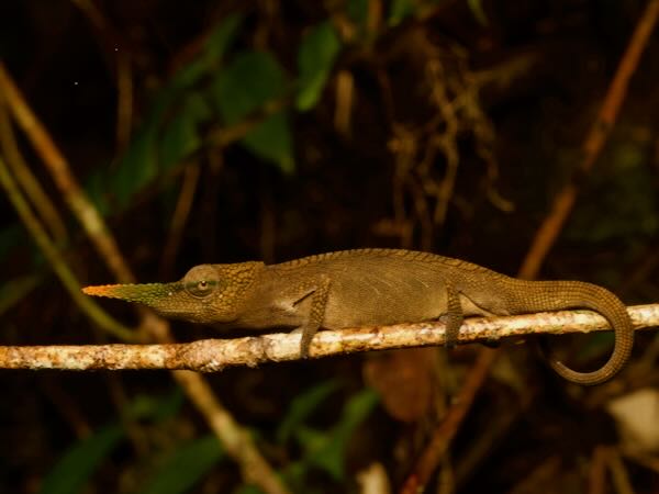 Lance-nosed Chameleon (Calumma gallus)