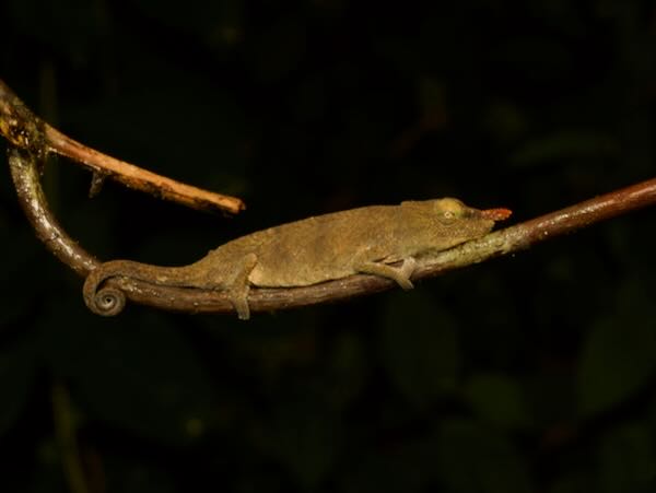 Lance-nosed Chameleon (Calumma gallus)