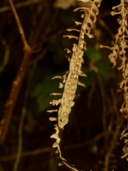 Gunther’s Dwarf Gecko (Lygodactylus miops)