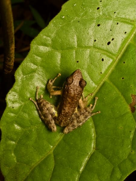 unidentified species (Mantidactylus "femoralis")