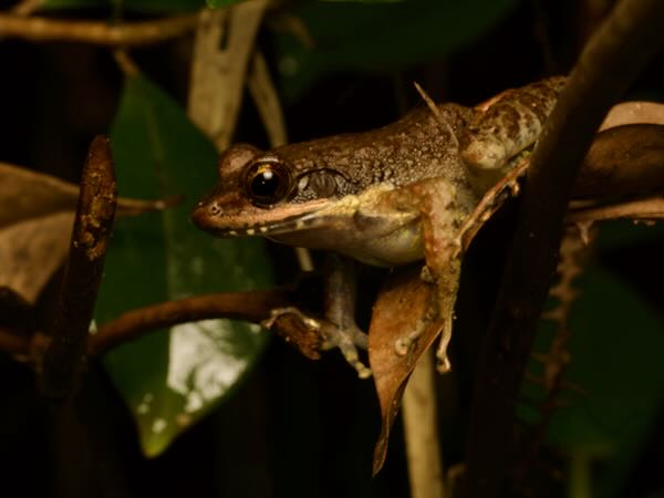 unidentified species (Mantidactylus "femoralis")