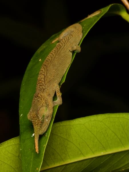 Lance-nosed Chameleon (Calumma gallus)