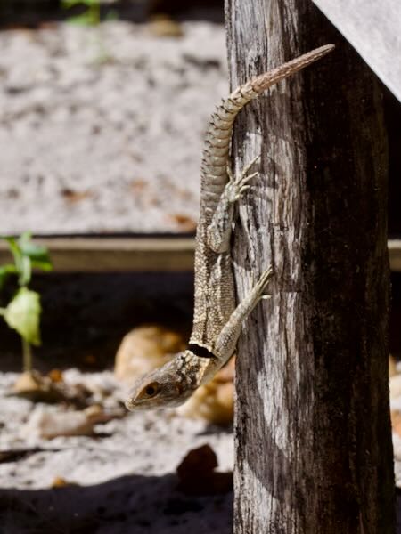 Madagascar Spiny-tailed Iguana (Oplurus cuvieri)