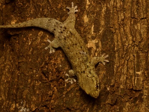 Golden Fish-scaled Gecko (Geckolepis maculata)