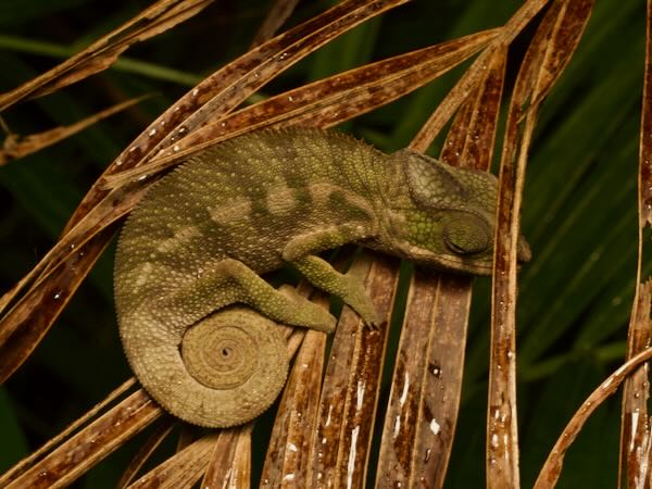 Panther Chameleon (Furcifer pardalis)