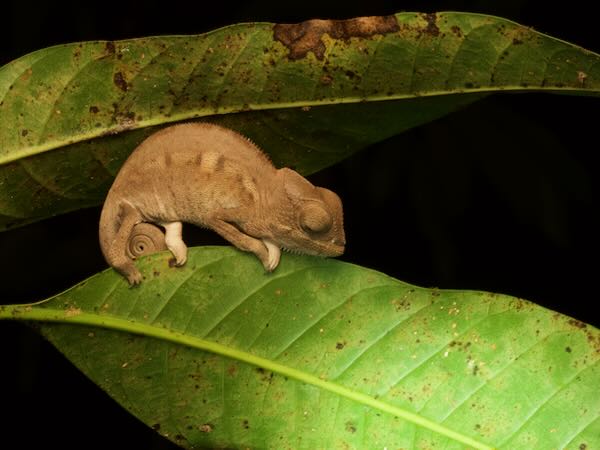 Panther Chameleon (Furcifer pardalis)