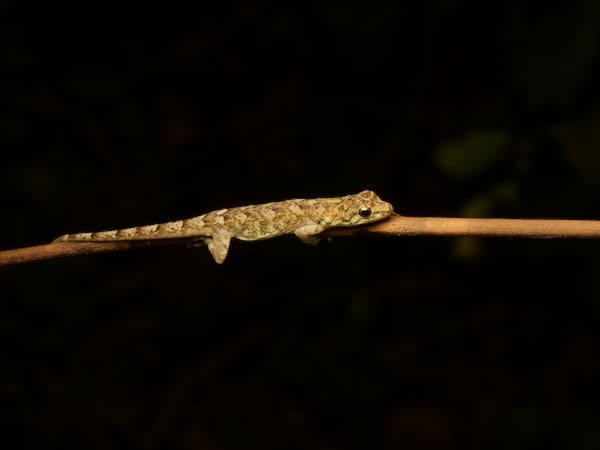 no known English name (Lygodactylus fritzi)