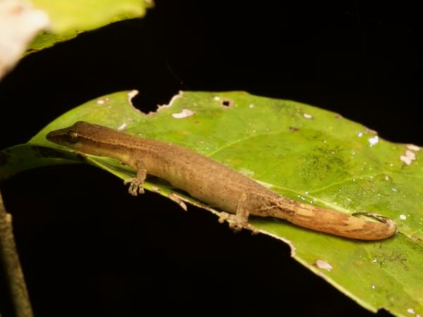 Boettger’s Clawless Gecko (Ebenavia boettgeri)