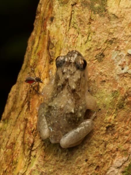 Boulenger’s Climbing Frog (Anodonthyla boulengerii)