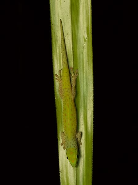 Speckled Day Gecko (Phelsuma guttata)