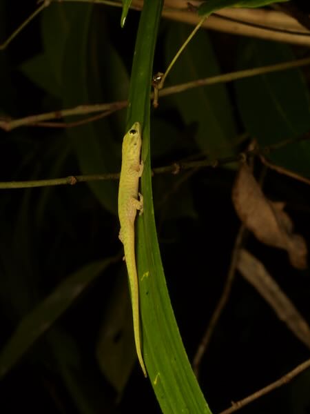 Speckled Day Gecko (Phelsuma guttata)