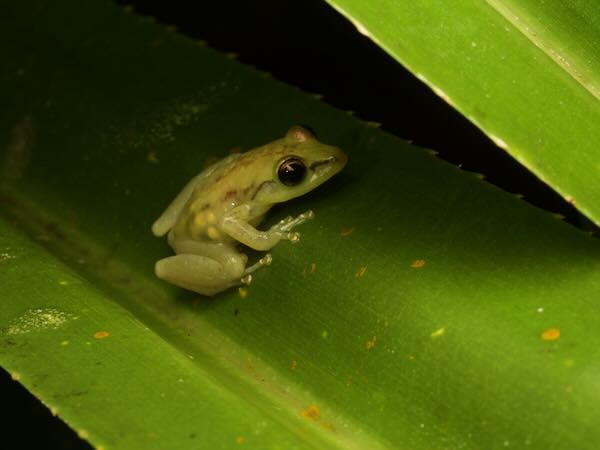 unidentified species (Guibemantis Palmarium)