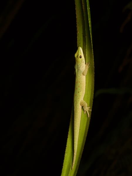 Speckled Day Gecko (Phelsuma guttata)