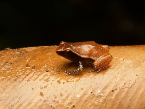 Mahanoro Digging Frog (Plethodontohyla notosticta)