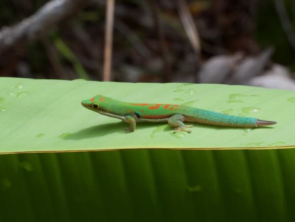 Lesser Madagascar Day Gecko (Phelsuma parva)