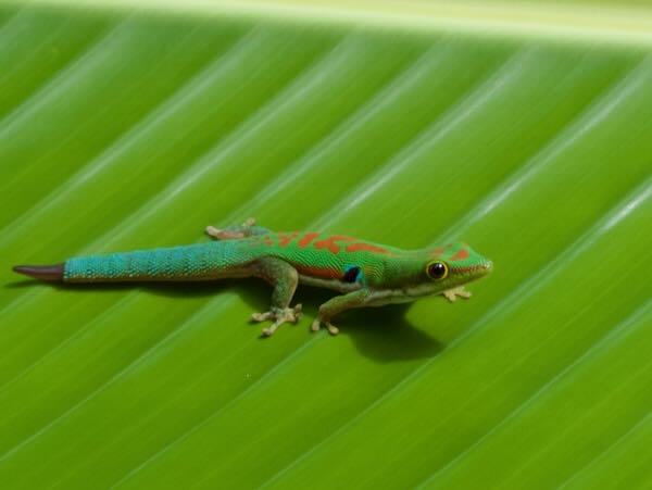 Lesser Madagascar Day Gecko (Phelsuma parva)