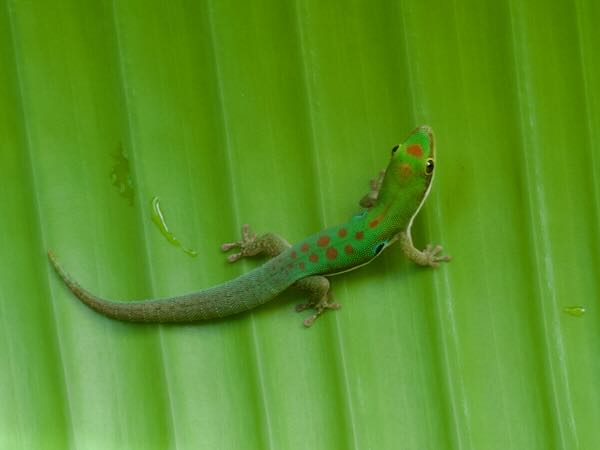 Lesser Madagascar Day Gecko (Phelsuma parva)