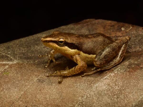 unidentified species (Blommersia Palmarium)