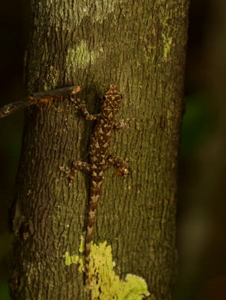 no known English name (Lygodactylus fritzi)