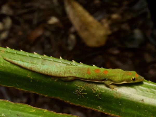 Lesser Madagascar Day Gecko (Phelsuma parva)