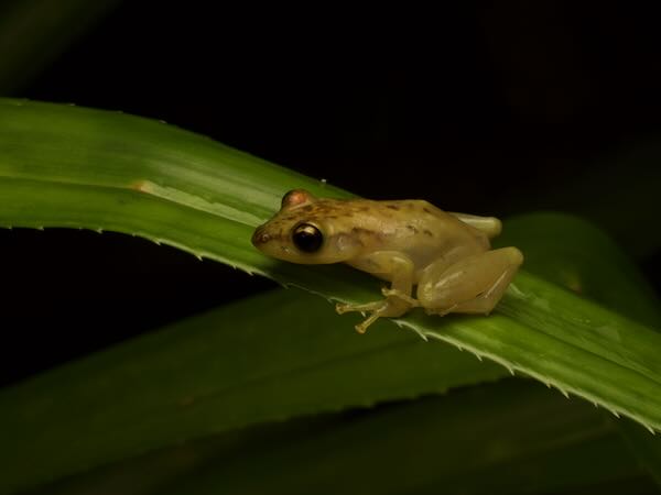 unidentified species (Guibemantis Palmarium)